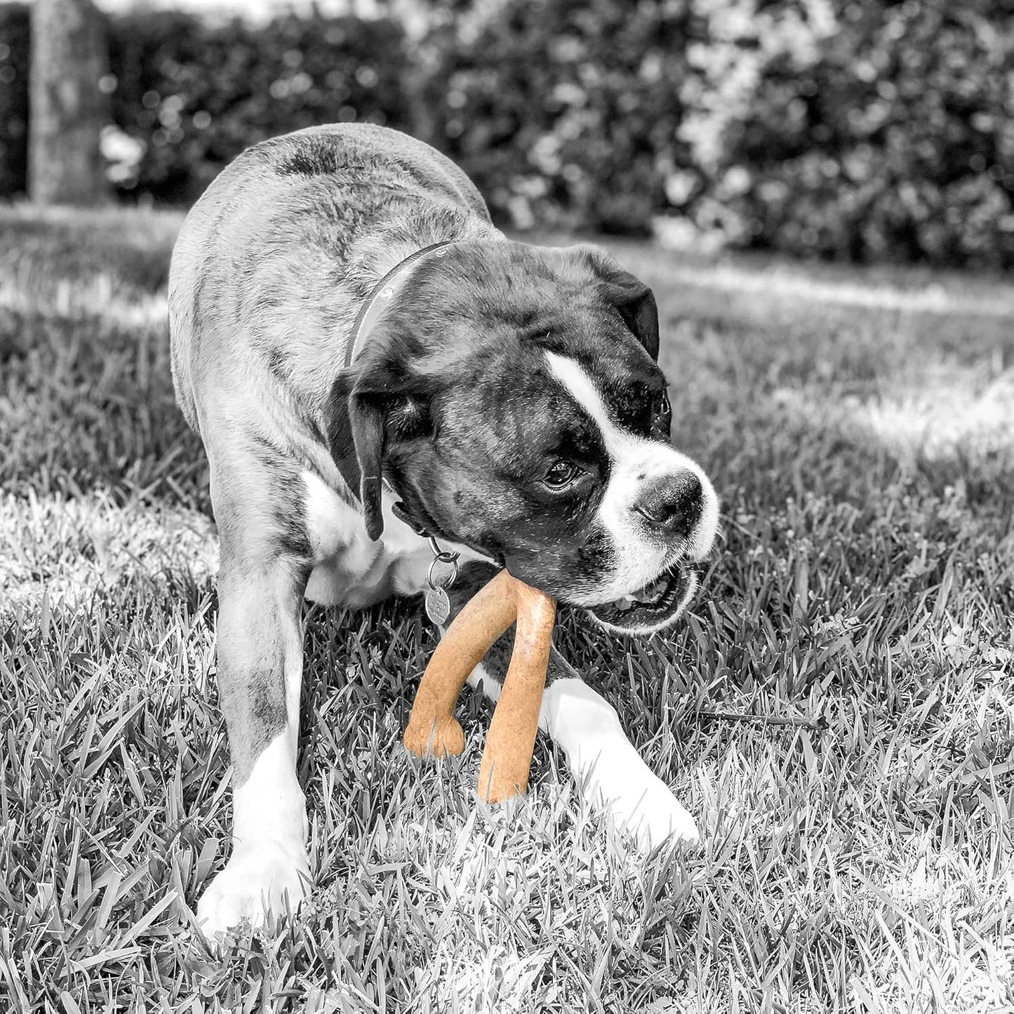 Wishbone Barkbone - Nylon Chew Toy for Aggressive Chewers - Peanut Butter Flavor - 5.38"